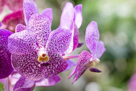茎紫色兰花热带植物学图片