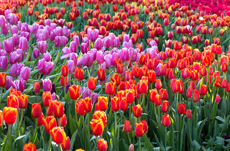 郁金香花团锦簇图片