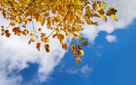 蓝天白云下的秋叶图片
