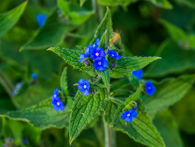 以来自欧洲的花朵园和野盛开的蓝园和野自然背景植物学衬套群图片