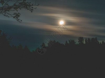 自然树木月亮满形图象与照亮的月对比光长照射亮在夜空中出月亮场景图片