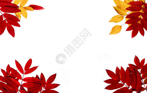 抽象的枫白色背景树叶制成的秋季边框白色背景树叶制成的秋季边框九月图片