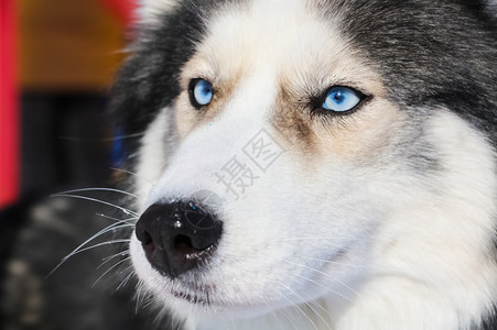 蓝眼睛的口哈士奇犬蓝眼睛的口哈士奇犬沙哑伙伴宠物图片