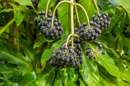 造纸厂院子含黑莓的水果脂肪植物广受欢迎的热带植物来自图片