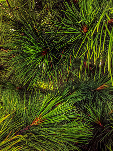 背景圣诞卡片松树绿针自然本底背景纹理圣诞节时装图纸的树木枝条一种针叶树云杉图片