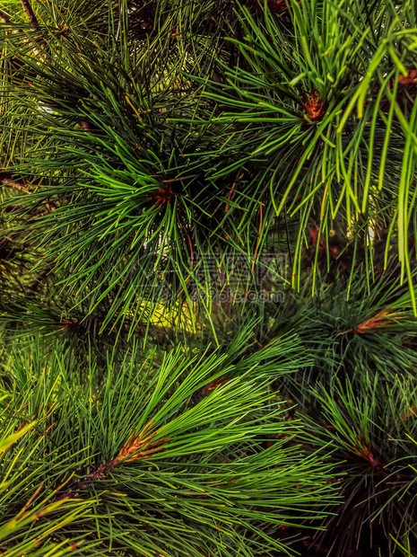 背景圣诞卡片松树绿针自然本底背景纹理圣诞节时装图纸的树木枝条一种针叶树云杉图片
