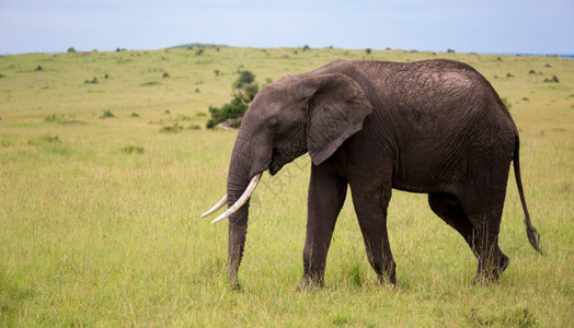 步行景观一头大象穿过肯尼亚的大草原一头象穿过肯尼亚的大草原走图片