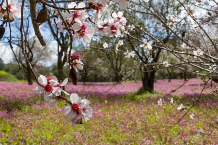 紫色的在塞浦路斯克利鲁Klirou的初春以紫色花朵面纱在田地上粉红杏树和枝植物户外图片