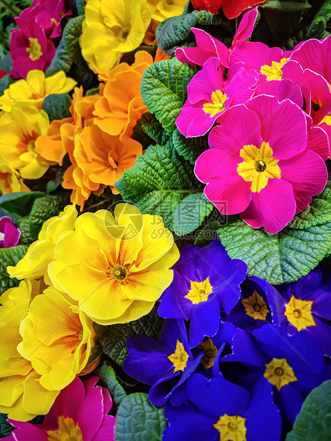 蓝色的品红以鲜花为背景的特写盛开多彩色百花植物学图片