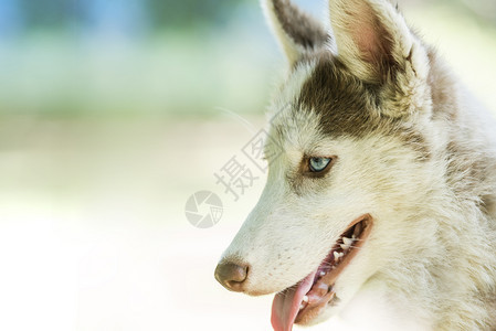 可爱的蓝眼睛西比莉亚哈斯基小狗在孤立的背景中草动物毛皮图片