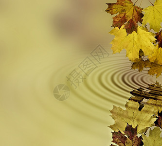 生长分支机构目的秋叶倒映在水中图片