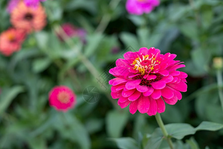 花园中的Gerbera花朵科学名称是GerberaJamesonii绽放明亮的雏菊图片