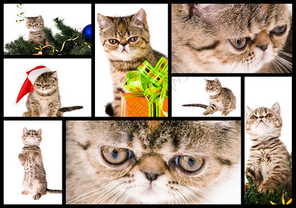 可爱的毛皮一连串有趣的小猫咪照片庆祝图片