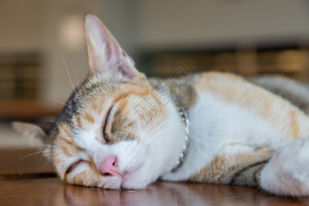 棕色木头桌背景上的睡猫可爱宠物甜图片