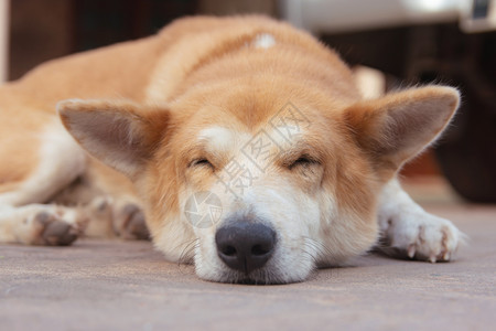 漂亮的春天在水泥地板上睡觉的棕色狗温暖图片