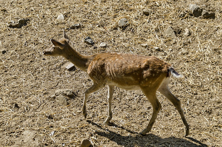 保加利亚索非的公园里雌狍或Capreolus散步头发地球颜色图片