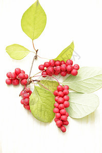 营养丰富红五味子枝成熟群有用植物作白色背景五味子植物果实五味子韩国红枝白色背景成熟五味子群庄稼图片