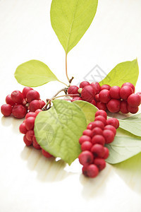 红五味子枝成熟群有用植物作白色背景五味子植物果实五味子韩国红枝白色背景成熟五味子群产品食物新鲜的图片