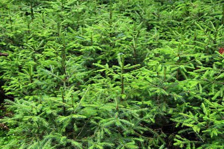 生长在山区的毛皮幼树绿色枝条茂密的森林中毛皮常绿云杉茂密的森林中绿色幼毛树喀尔巴阡山脉爬坡道公园图片