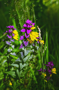 植物学垂直的群紫色和黄森林野花梅兰皮鲁姆尼罗苏在绿草的阳光下紧闭选择焦点红花粉图片
