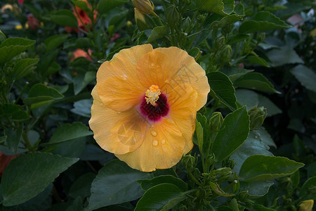 水黄芙蓉花特写马略卡岛1月红色的单身图片