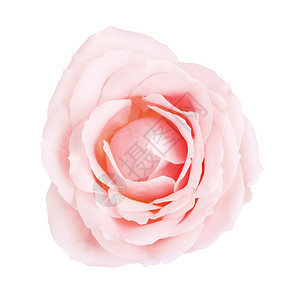 假期象征单粉色玫瑰花在白顶视图上孤立开花图片