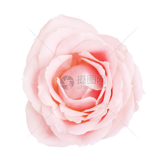 假期象征单粉色玫瑰花在白顶视图上孤立开花图片