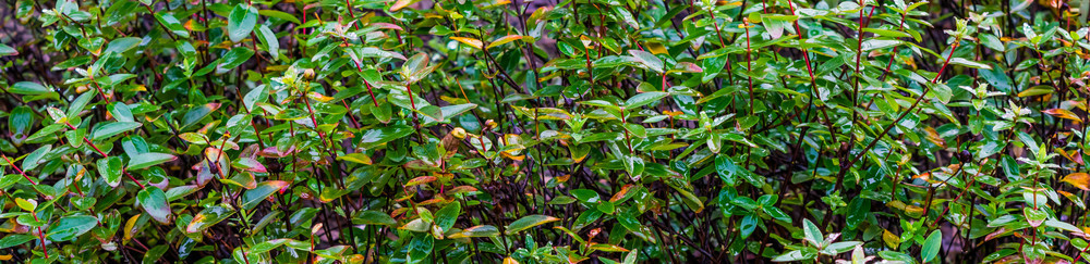 湿的雨天期间Photiniafraseri大型封闭自然背景流行花园植物中的湿绿叶院子天气图片