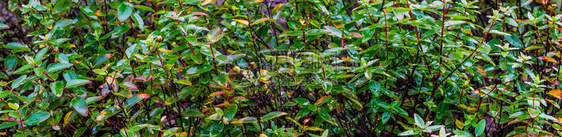 湿的雨天期间Photiniafraseri大型封闭自然背景流行花园植物中的湿绿叶院子天气图片