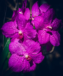 花园植物群紫兰束把照片合上紫色图片