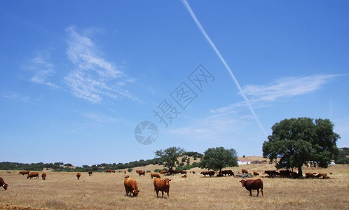 自然农业夏天葡萄牙Aleentejo地区野外的奶牛图片
