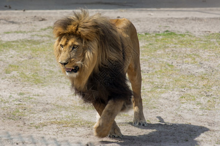 动物园雄狮子充电毛皮外套图片