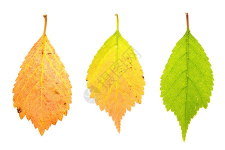三片不同颜色的秋叶图片