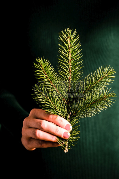 妇女在圣诞节时拥有一个fir分处美丽的自然绿色图片