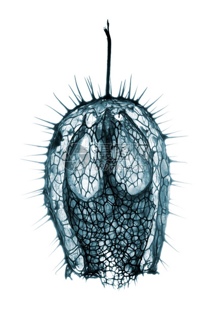 粮食自然Echinocysstislobata的干果结构刺痛而怪异成熟图片