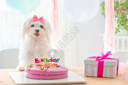 旗帜有粉红弓和生日蛋糕的可爱小白狗有粉红弓和生日蛋糕有蜡烛节日彩色背景气球蝴蝶结和生日蛋糕有趣国内的图片