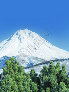 锥体绿色东雪松枝反对火山和蓝天选择聚焦绿雪松树枝反对火山和蓝天图片