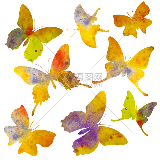 天线紫色的动物白蝴蝶双影水彩画在白色的蝴蝶双影水彩画上单独标出白背景孤立画用于明信片装饰图片