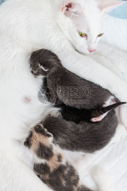 可爱的年轻猫妈在给她小猫喂奶躺在白色的背景上妈在给她的小猫喂奶躺在白色的背景上哺乳动物图片