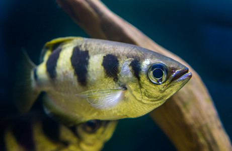 按摩棒动物生活一条带的箭鱼广受欢迎的热带水族馆宠物来自印度太平洋的外表物种图片