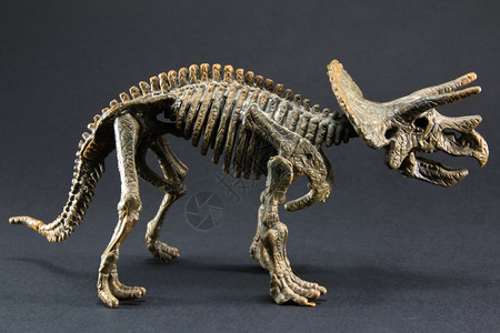 颅骨黑色背景的三角形化石恐龙骨架模型玩具暴龙骨头图片