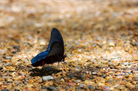 热带透明黑蝴蝶泰国KaengKrachan公园Phitechaburi黑蝴蝶的MormonPapilio多聚体黑色的图片