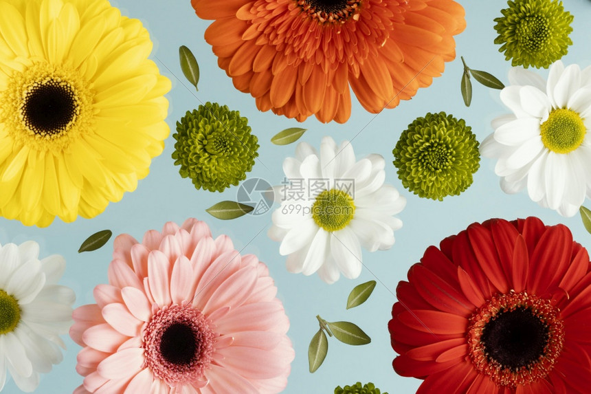 工作室高分辨率照片顶端视图春季花朵格贝拉斯高品质照片图明亮的剪下图片