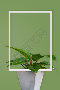 热带叶子HomalomenarubescensKunth绿色背景白框最小图片有复制空间同源丛林树图片
