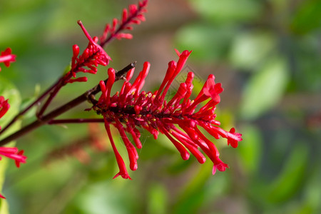 开花树马达加斯岛的异国花卉马达加斯岛的异国花卉地方病图片