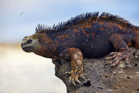 怪物蜥蜴水加拉帕戈斯的Iguana海军陆战人员的肖像图片