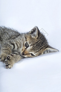 俏皮白色背景的灰条纹小猫掠食动物自然肖像图片