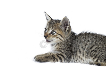 可爱的国内白色背景灰条纹小猫掠食动物宠图片