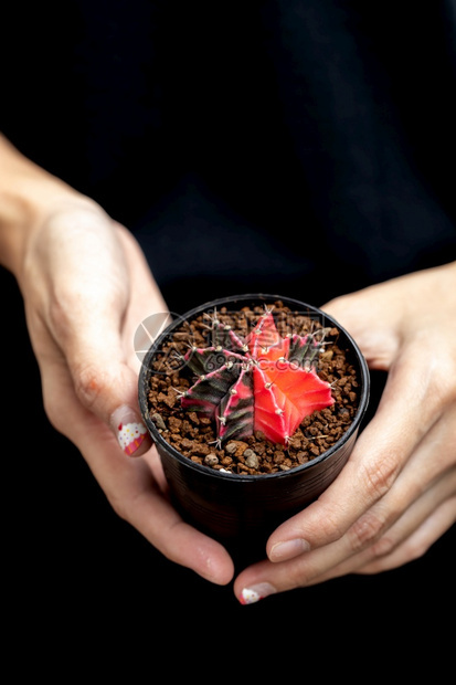 仙人掌科色彩多的仙人掌绿色多汁的图片