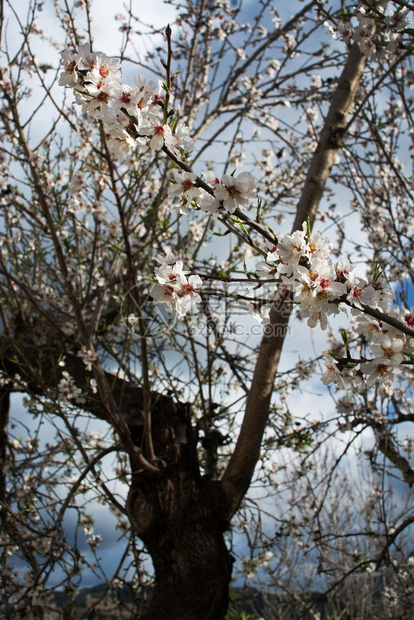 农村盛开的杏仁树马略卡岛2月西班牙巴利阿里群岛马略卡的蓝天乡村景观中盛开的杏仁树西班牙语徒步旅行图片